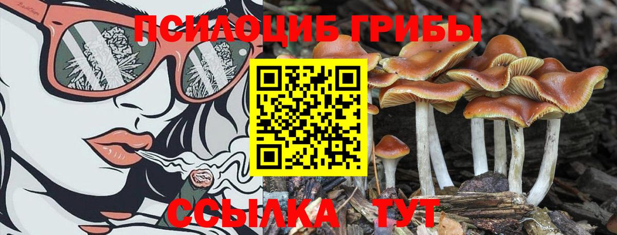 Псилоцибиновые грибы Cubensis Дзержинск